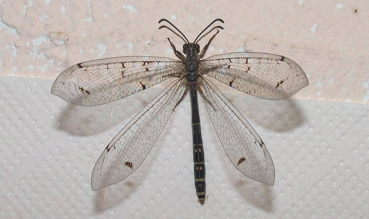 Formicaleone 2 - Distoleon tetragrammicus